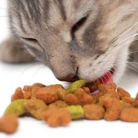 Alimentation pour chats
